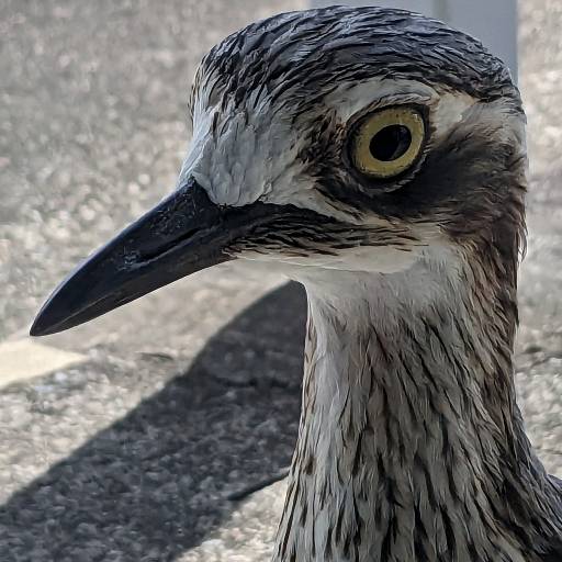 Pilkojr avatar